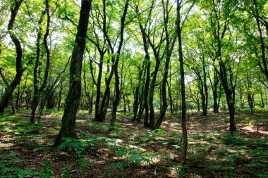 Ormanda yeşil ağaçları olan güzel bir manzara.             