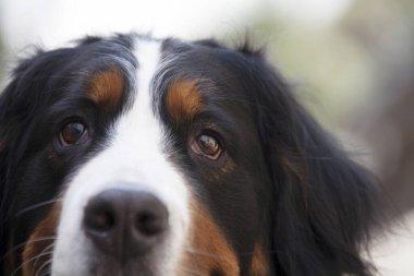  Bernese Dağ Köpeği arka planda, kapat.