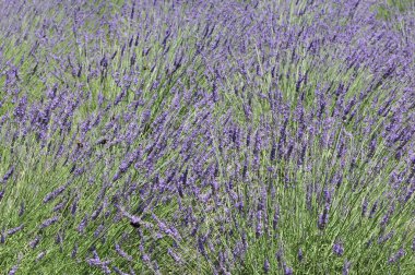 Güzel çiçekler, yakın görüş, doğa konsepti.