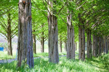 Parktaki yeşil ağaçlar 