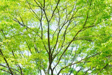 güzel yeşil ağaç yaprakları arka plan            