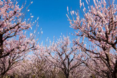 Güzel kiraz çiçekleri. Çiçek açan kiraz ağacı. Çiçek arka planı