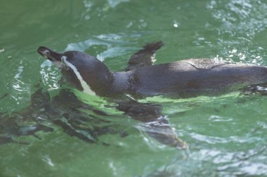 Hayvanat bahçesinde yüzen küçük sevimli penguen.
