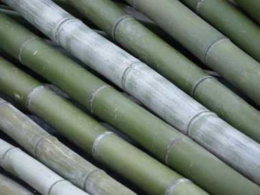 Yeşil bambu arkaplan dokusunun yakın plan görüntüsü