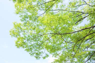 Gökyüzünde yeşil yaprakları olan ağaç dalları. doğa arkaplanı.             