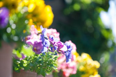 Bahçedeki güzel çiçekler