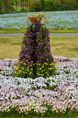 Bahçe vitrininde düzenlenmiş renkli çiçekler