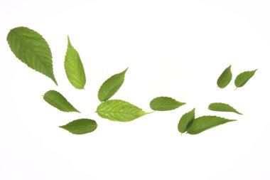 Yeşil yapraklı doğa arkaplanı. Yaz bitkisi dallarının kapatılması 