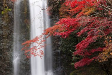 Osaka, Japonya 'daki Minoh Park' taki güzel şelalenin manzaralı görüntüleri.