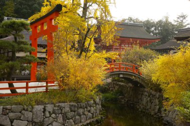 Japonya parkında sonbahar çiçek açtı.