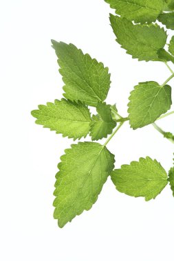 Yeşil yapraklara yakın çekim. Yaz bitkisinin dalları. 