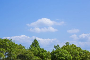 yeşil ağaçlar ve mavi gökyüzü arka plan