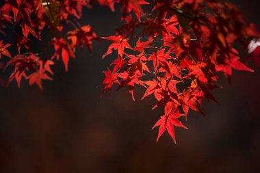 Ormanda güzel sonbahar yaprakları       