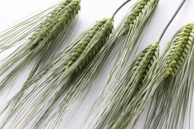 Beyaz arkaplanda yeşil buğday kulakları 