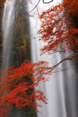 Osaka, Japonya 'daki Minoh Park' taki güzel şelalenin manzaralı görüntüleri.