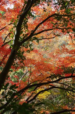 ormanda renkli sonbahar yaprakları          