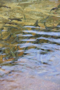 Nehirde yüzen bir grup balık.