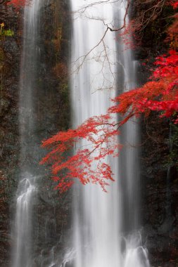 Osaka, Japonya 'daki Minoh Park' taki güzel şelalenin manzaralı görüntüleri.