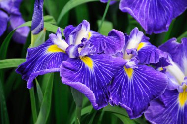 Güzel yaz çiçekleri, gündüz yakın çekim manzarası. 