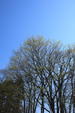 Ormanın güzel manzarası. Mavi gökyüzüne karşı bahar ağaçları.    
