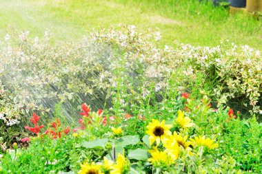 Yaz bahçesinde renkli çiçekler