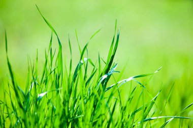 Bahçedeki yeşil bahar çimenleri.                  