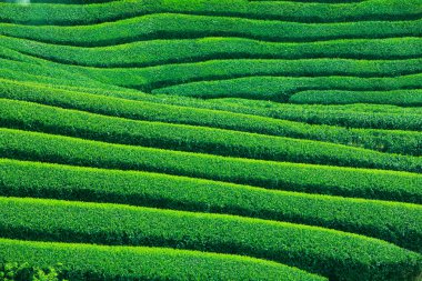 Güzel yeşil çay tarlasının yüksek açılı manzarası       