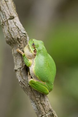 yeşil kurbağa doğa arka planında ağaçta
