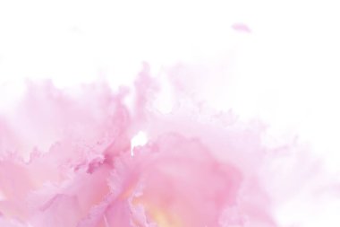 Güzel pembe şakayık çiçeğinin yakın plan görüntüsü.               