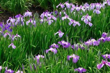 Güzel yaz çiçekleri, gündüz yakın çekim manzarası. 