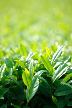 Yeşil arkaplanda çay yapraklarını kapat