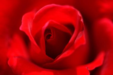 Güzel kırmızı gül çiçeğine yaklaş