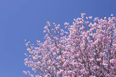 Güzel yaz çiçekleri, gündüz yakın çekim manzarası. 