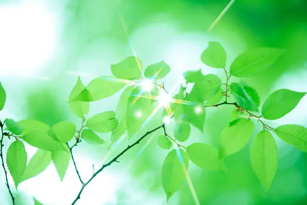 Nahaufnahme Frischer Grüner Blätter Natürlicher Hintergrund — Stockfoto