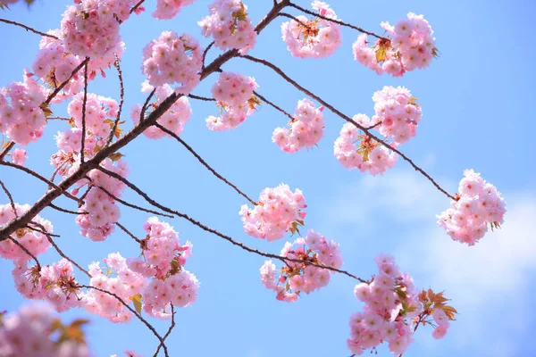 Kiraz çiçekleri sakura çiçekleri ve mavi gökyüzü
