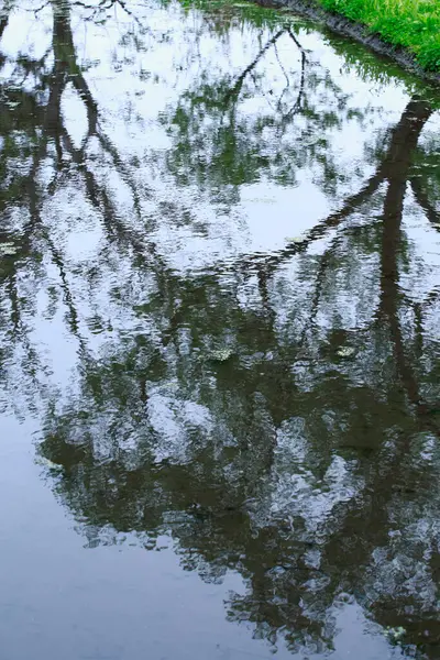 Ağaçların güzel manzarası ve parktaki küçük nehir.                        