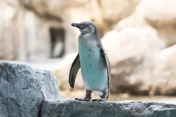 Arka Planda Japon Hayvanat Bahçesindeki Penguen Hayvanı — Stok fotoğraf