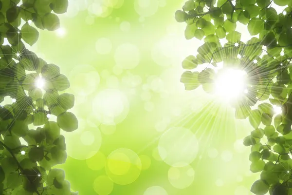 Foglia Verde Con Luce Solare Sfondo Bokeh — Foto Stock