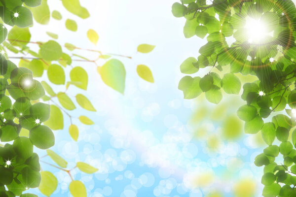 Green leaves background. summer nature background.
