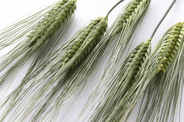 Beyaz arkaplanda yeşil buğday kulakları 