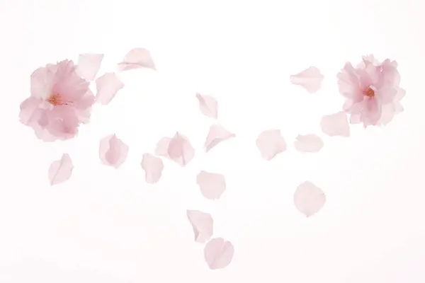 Belles Pétales Fleurs Rose Tendre Sur Fond Blanc — Photo