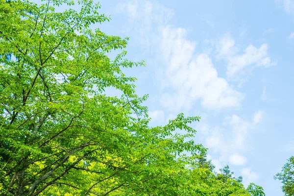 Ramos Árvores Com Folhas Verdes Fundo Céu Fundo Natureza — Fotografia de Stock