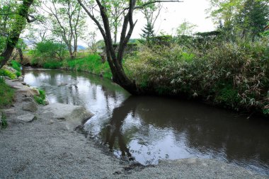 Ağaçların güzel manzarası ve parktaki küçük nehir.                        