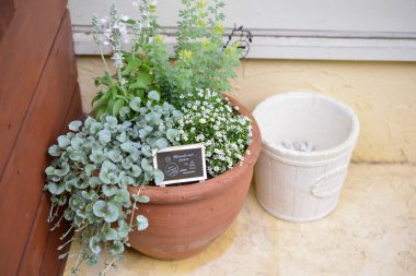 Boş beyaz seramik kabın yanında büyüyen yeşil bitkiler.