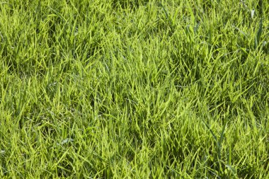 Parktaki yeşil çimenlik. yeşil çimen dokusu.              