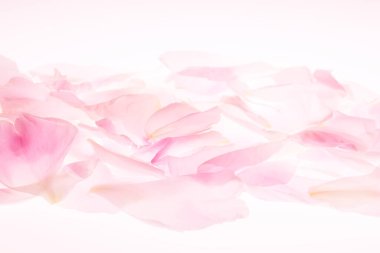 Güzel pembe yapraklar, bahar çiçekleri, romantik bir arka plan.                     