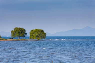 Deniz kıyısına yakın yeşil ağaçlar 