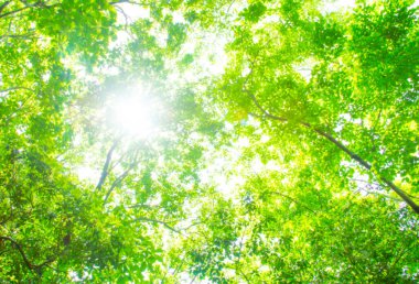 Ormanda yeşil yapraklar