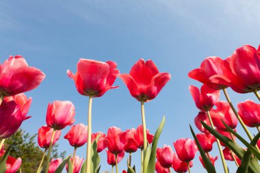Güzel kırmızı lale çiçekleri ve mavi gökyüzü   