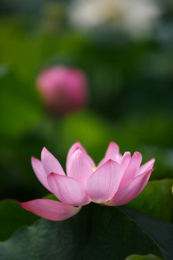 Yakından - güzel nilüfer çiçeğinin manzarası